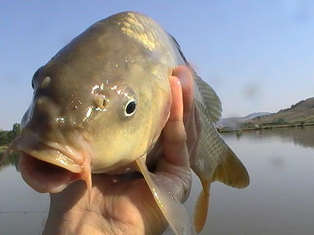 pestiiiiiiiiiiii - pic3794.JPG